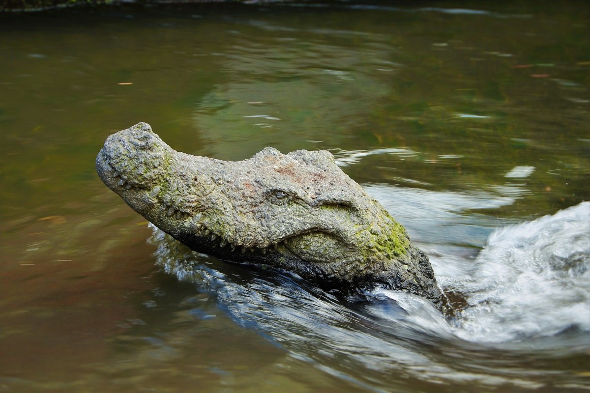 Krokodil Skulptur im Bach 