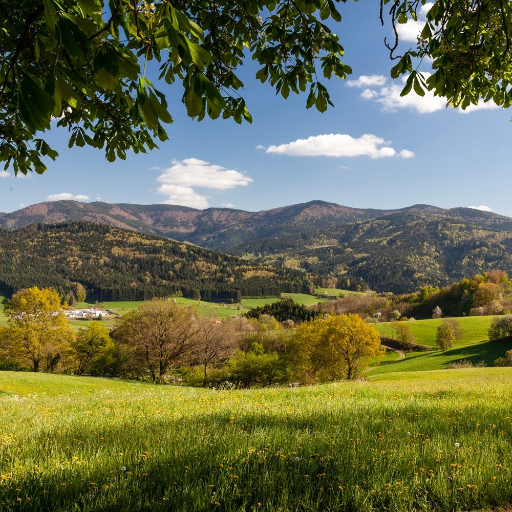 Goldener Kopf in Elzach