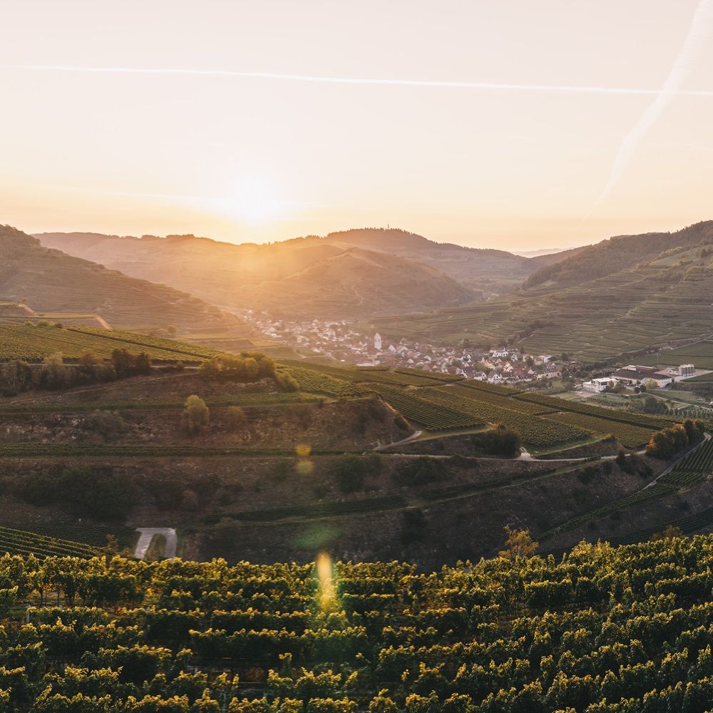 Blick auf die Weinreben im Kaiserstuhl