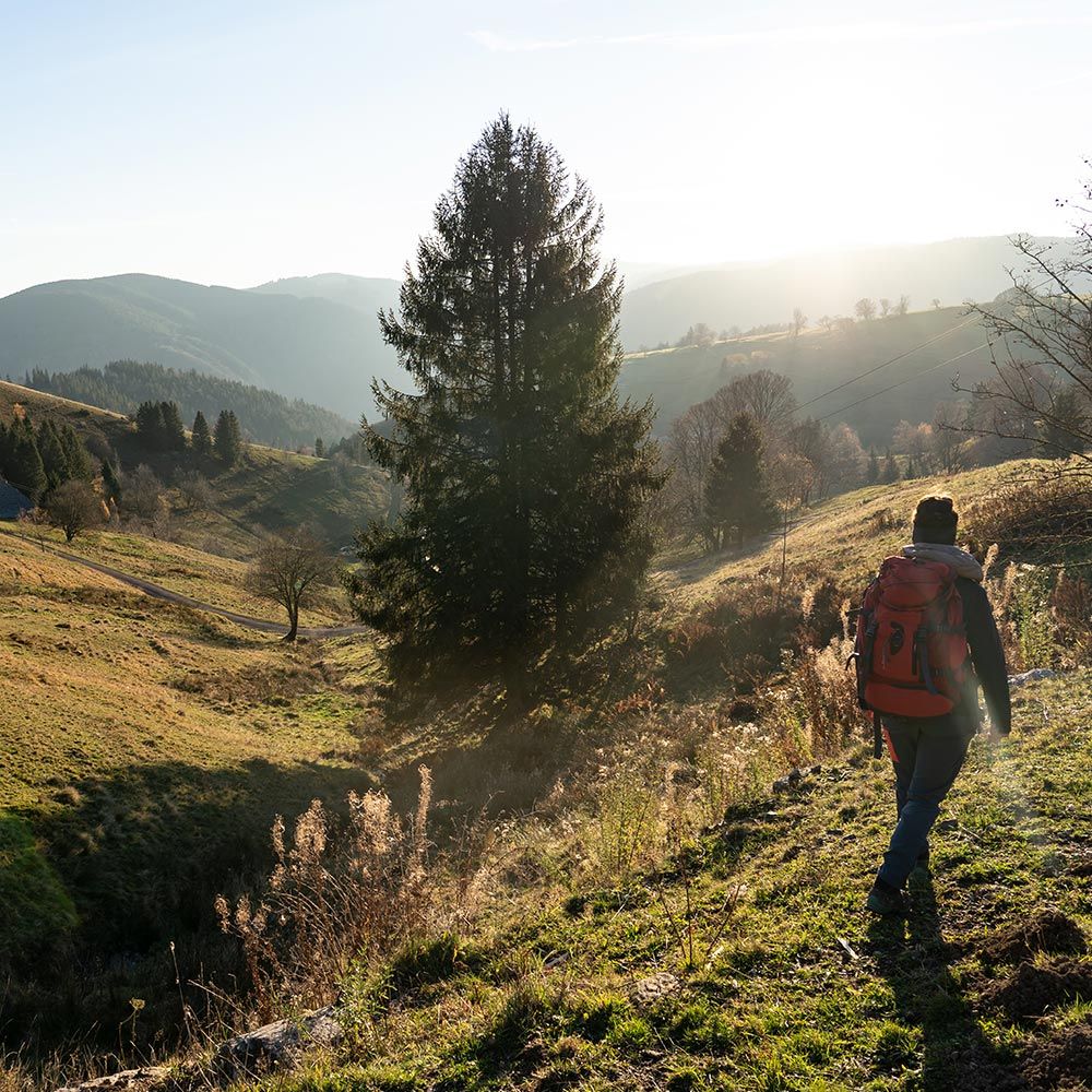 Frau wandert auf dem Schauinsland. Links steht eine Tanne