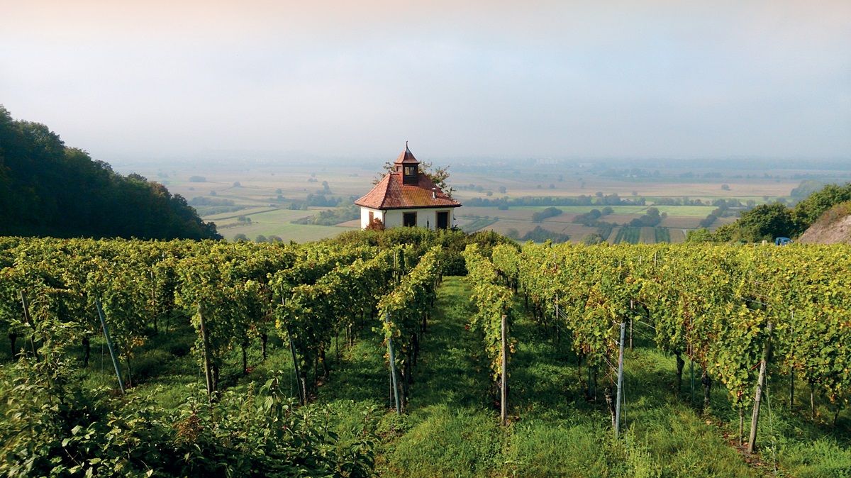 Herbstliche Reben mit Kapelle im Hintergrund.