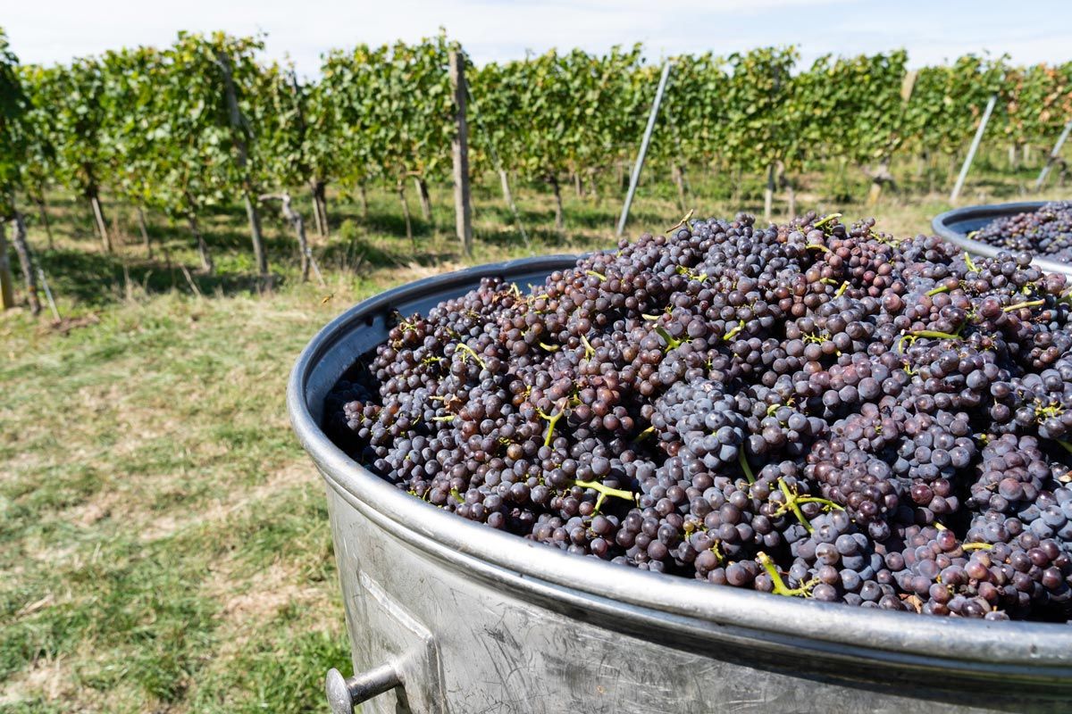 Weinlese in den Freiburger Reben