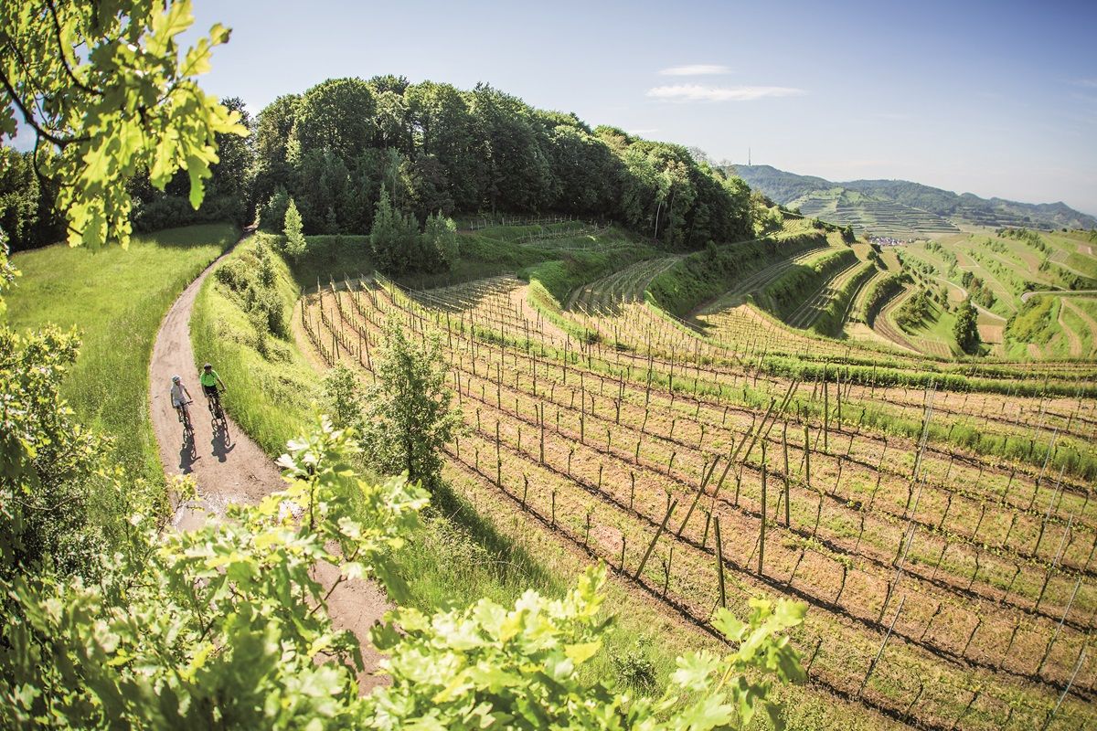 Zwei Personen auf dem Fahrrad auf einem Weg zwischen den Reben