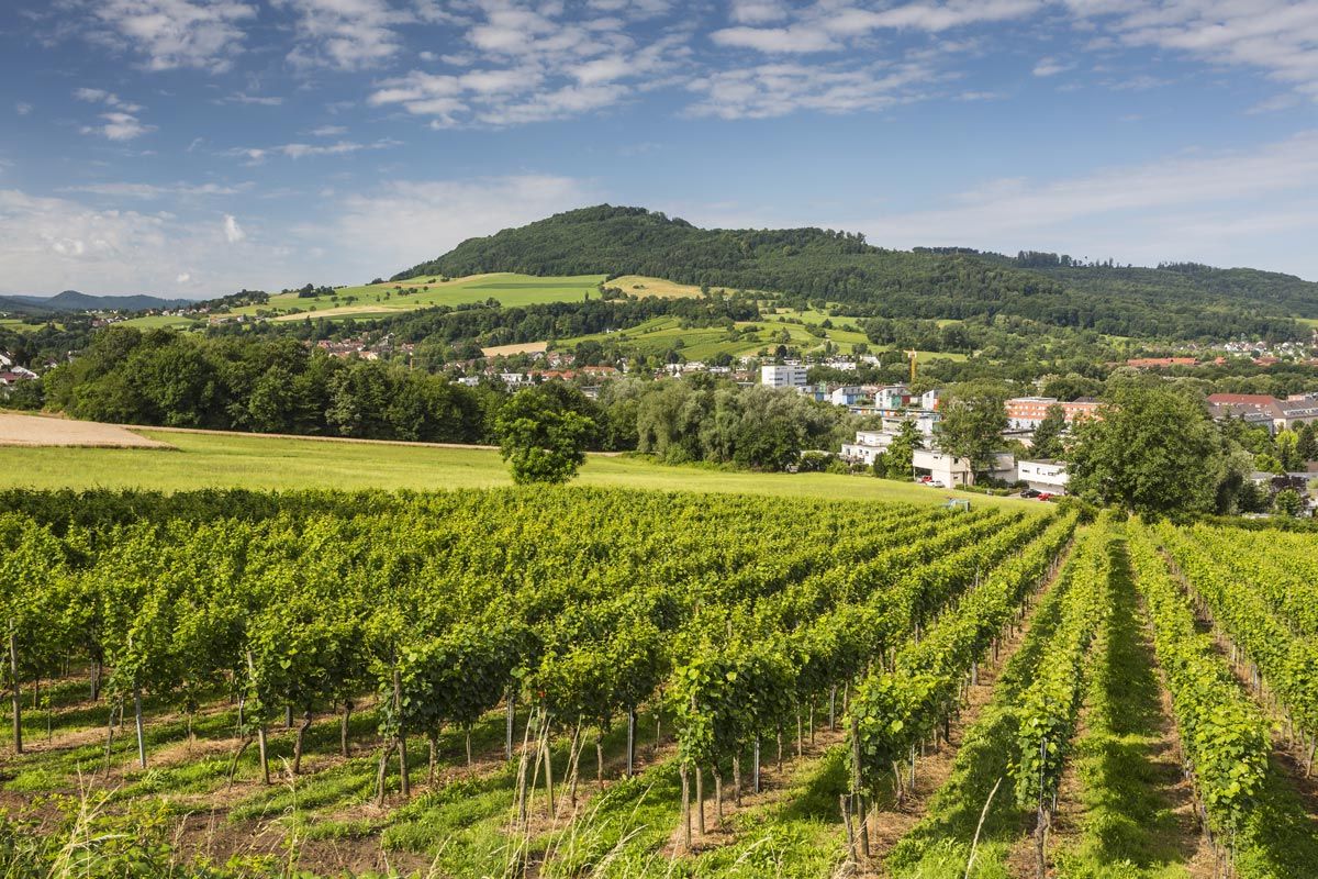 Weinreben in der Freiburger Region