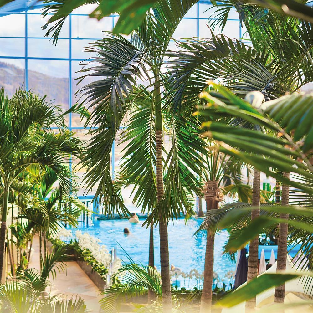 Innenansicht mit Palmen Badeparadies Schwarzwald Titisee-Neustadt