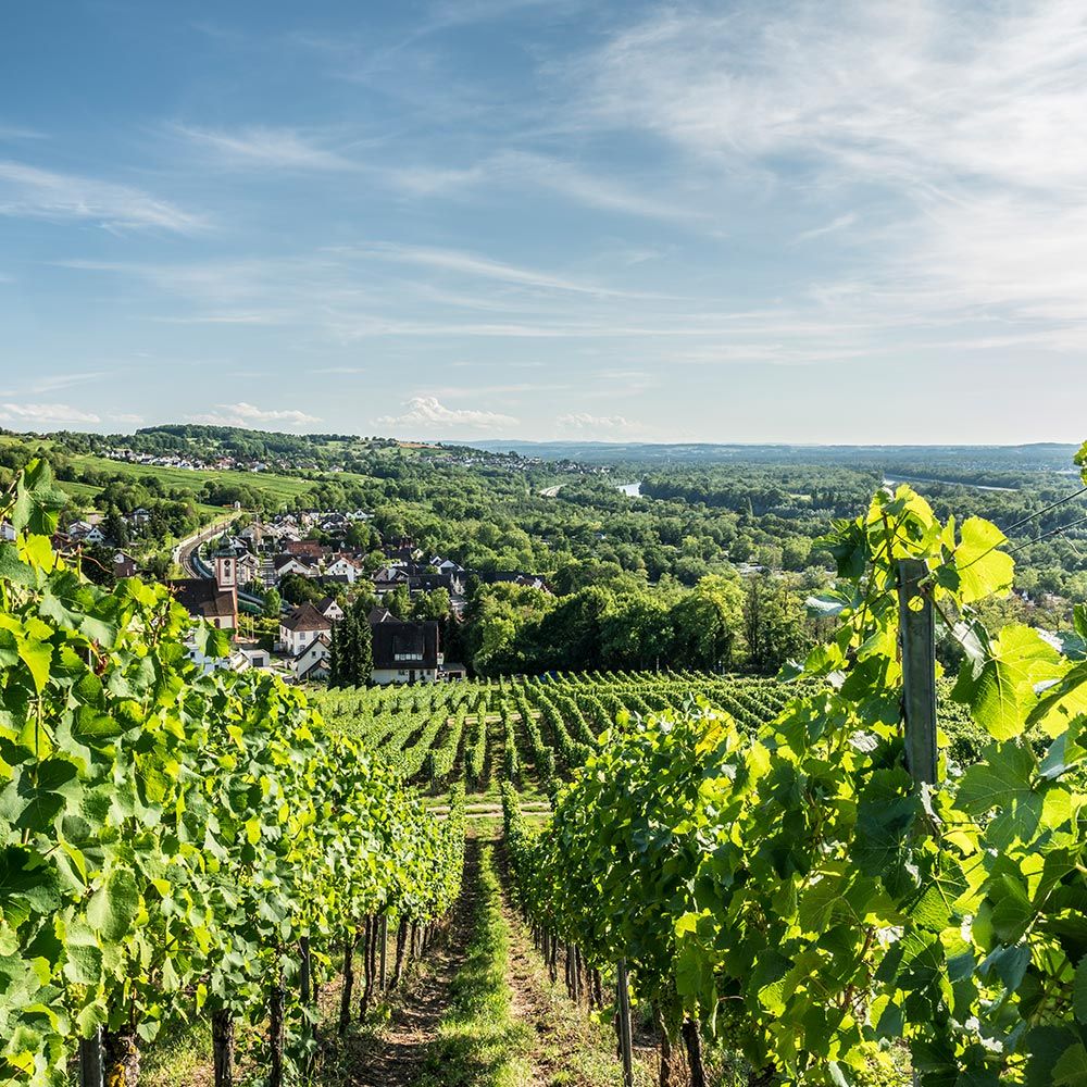 Markgräflerland Bad Bellingen Reben in Bamlach Sommer