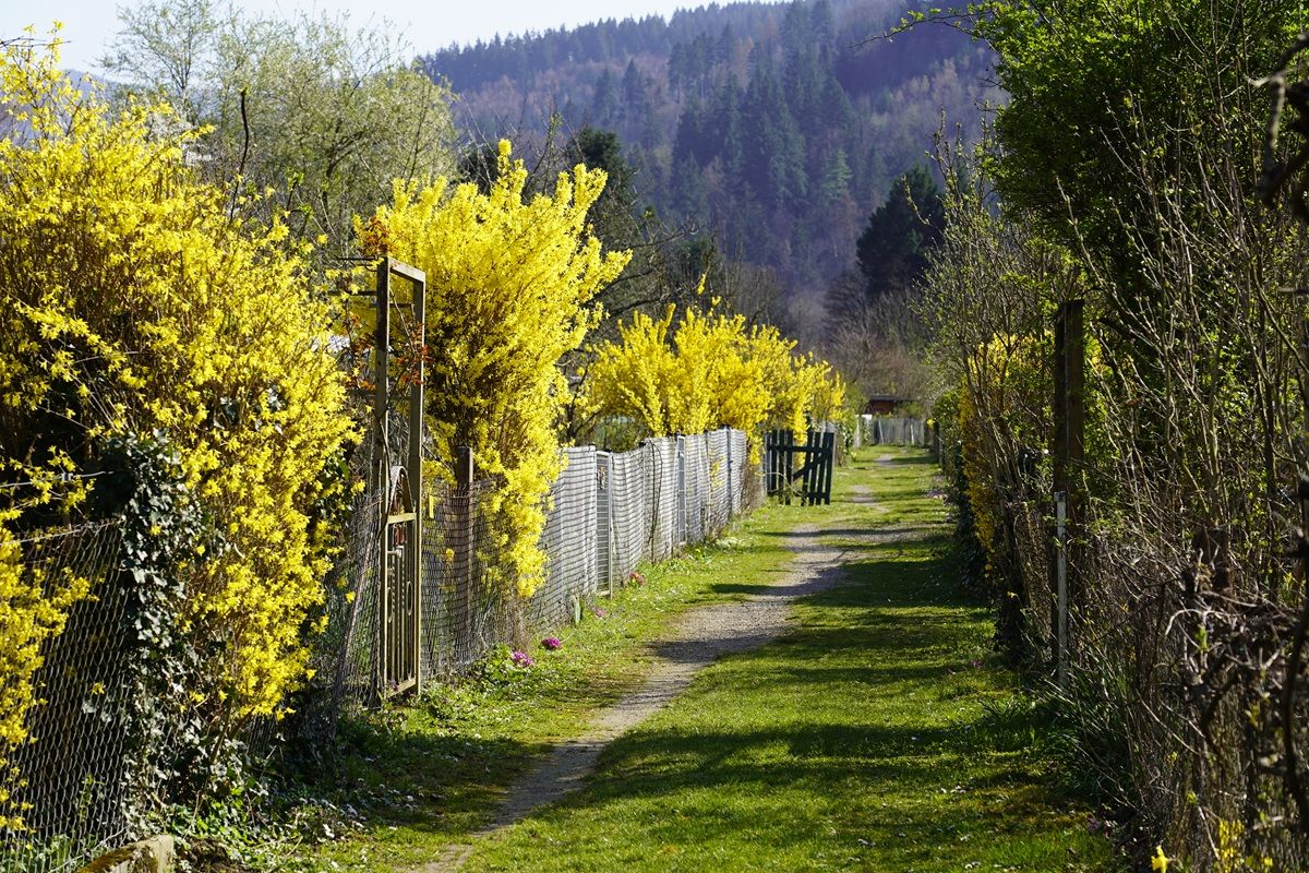 Blick auf den Weg durch die Schrebergärten