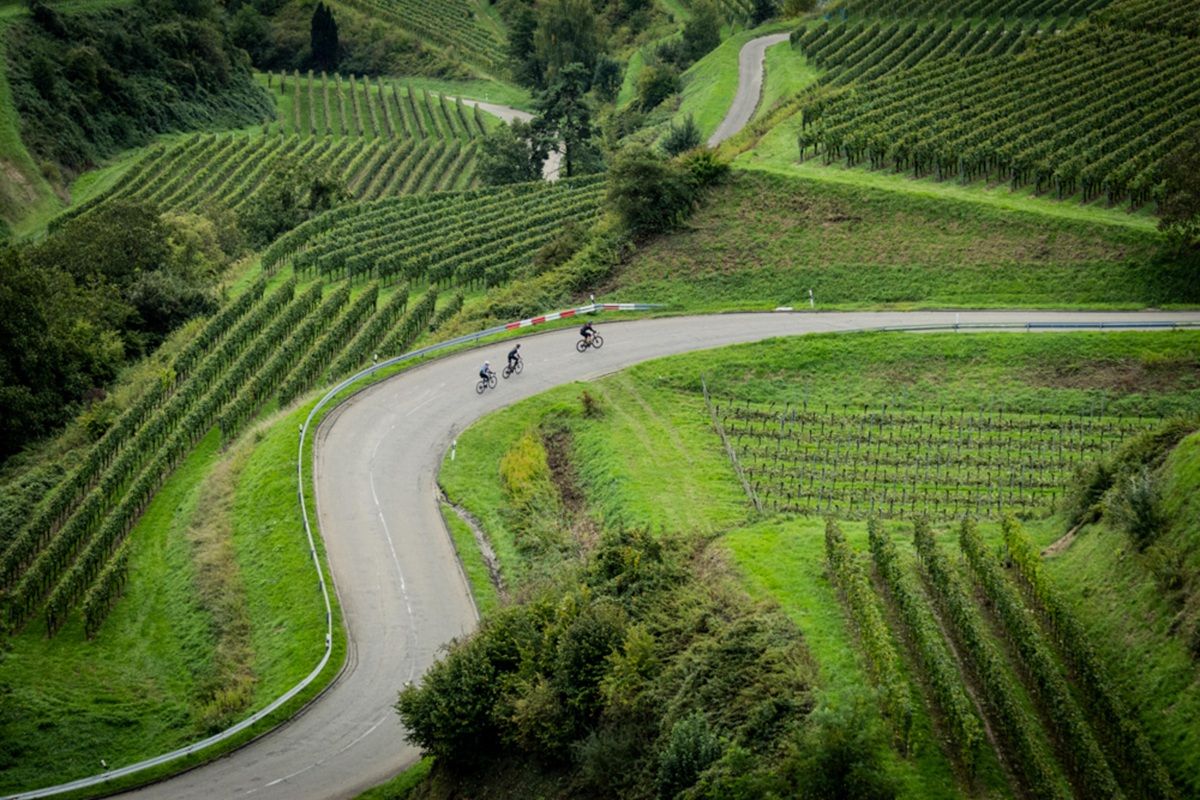 Streckenabschnitt von La Reine durch die Reben