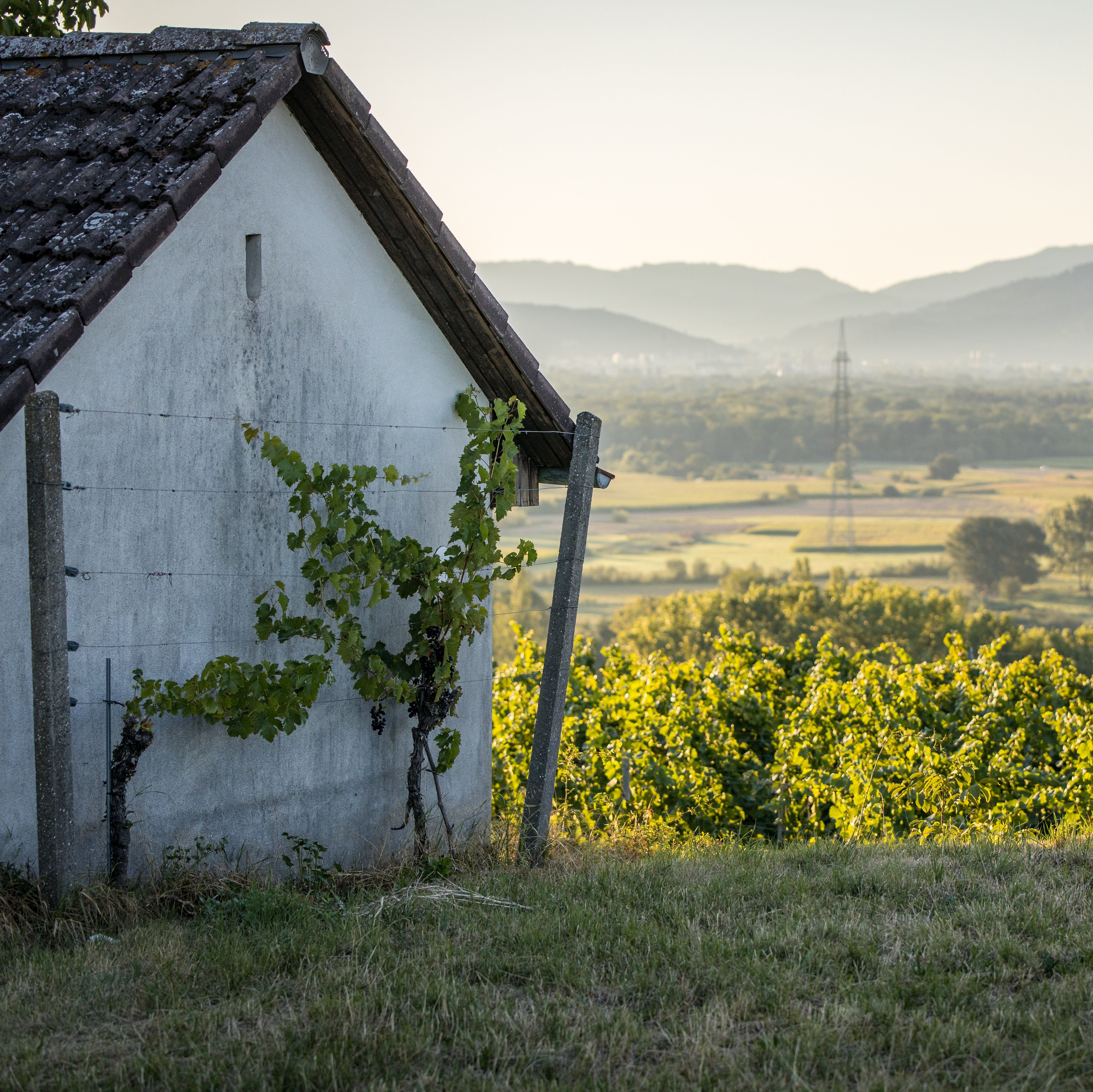 Rebhisli am Burgunderpfad