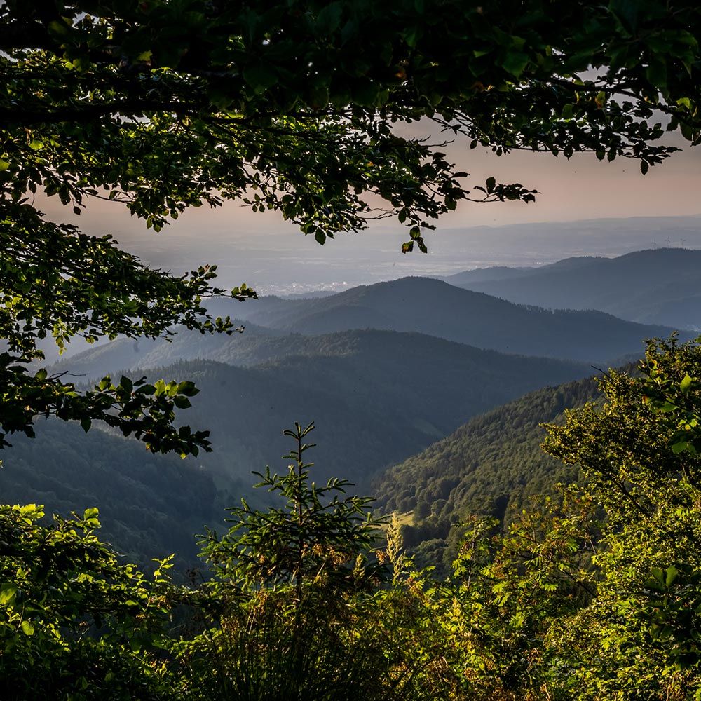 Schauninsland Blick aus dem Wald