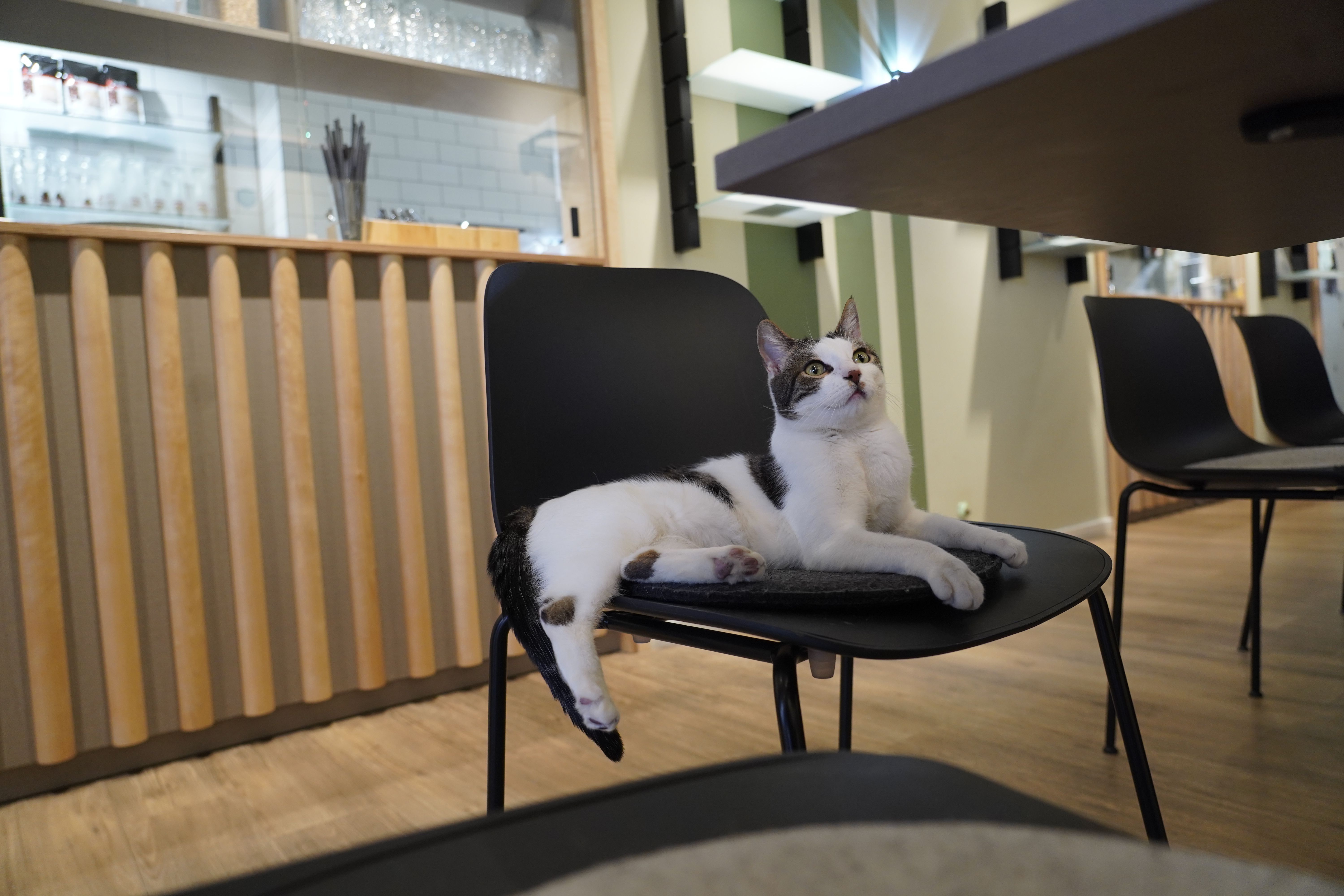 Helles, modernes Café mit entspannter Atmosphäre, in dem Katzen frei herumlaufen