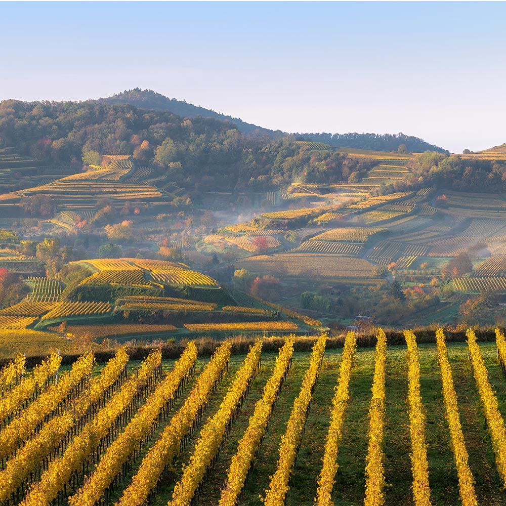 Kaiserstuhl im Herbst