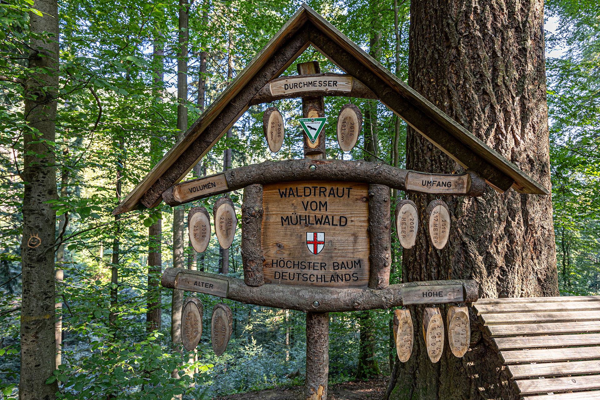 Informationstafel zu Waldtraut dem höchsten Baum Deutschlands 