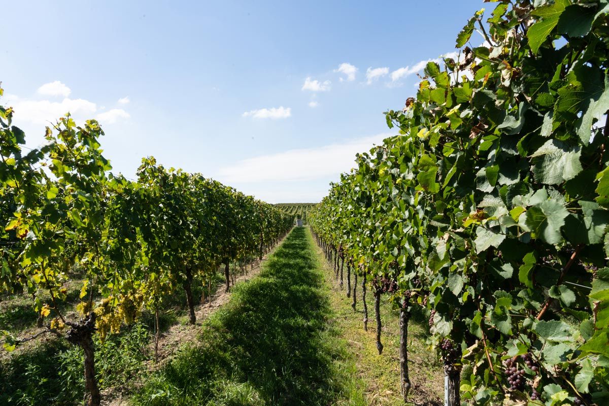 Weinreben am Tuniberg