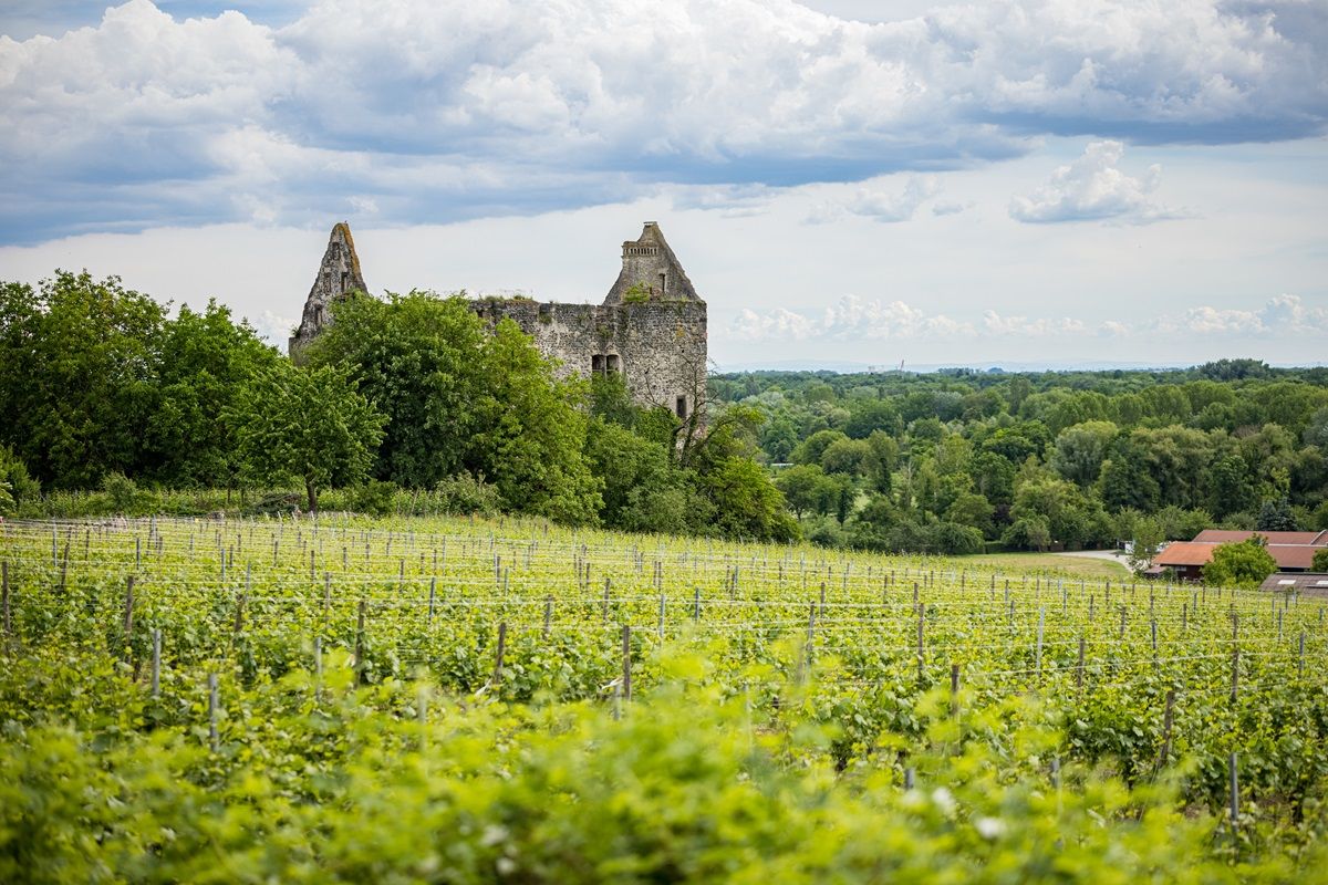 Grüne Wiese mit Ruine im Hintergrund