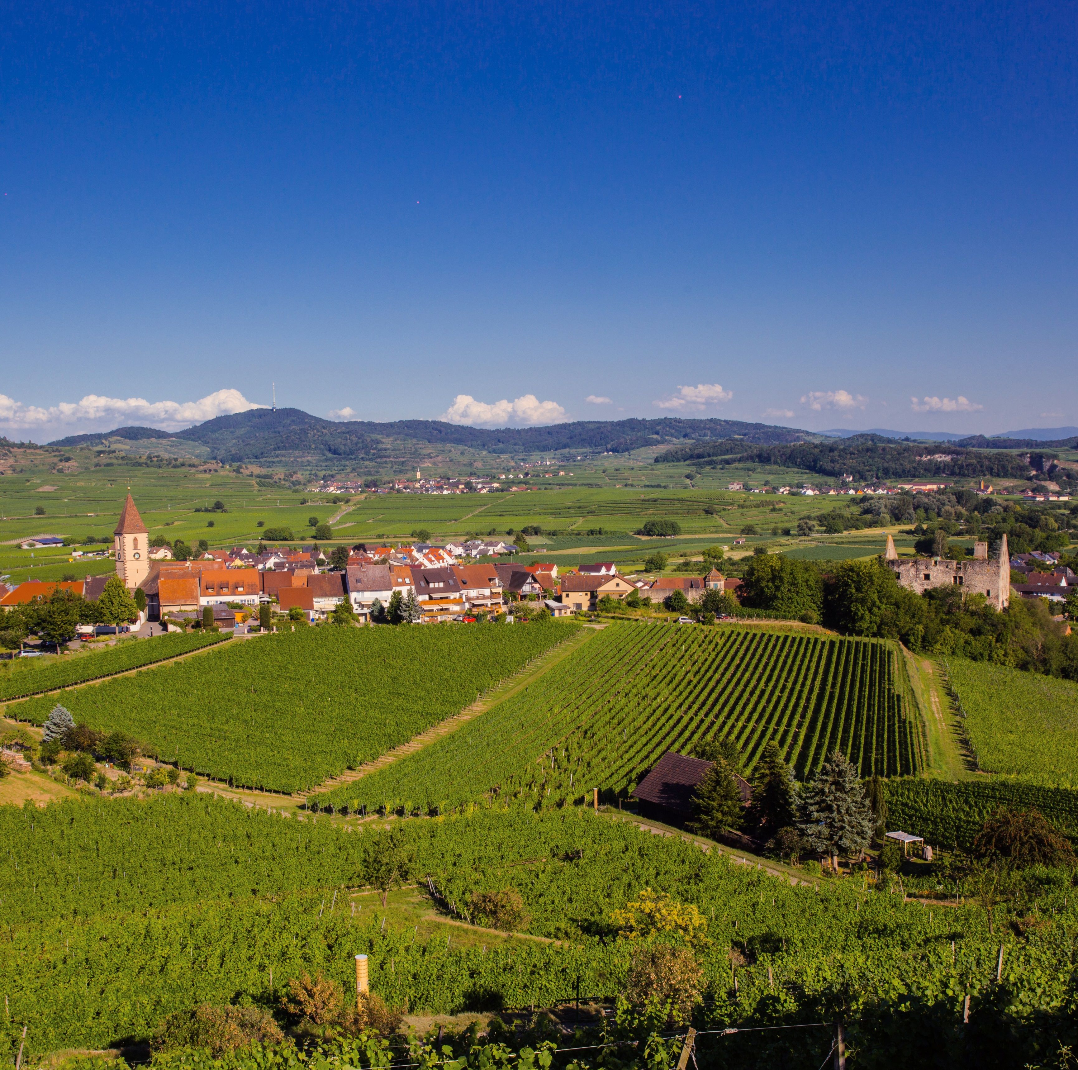 Wandern auf dem Wii Weg mit Blick auf Burkheim von der Rheinhalde