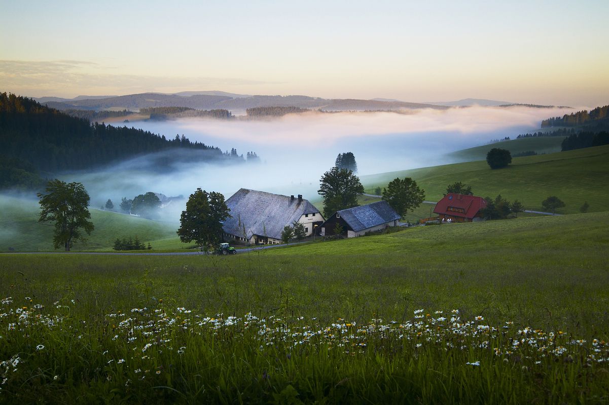 Blick von oben aus dem Schwarzwald auf den Nebel im Tal
