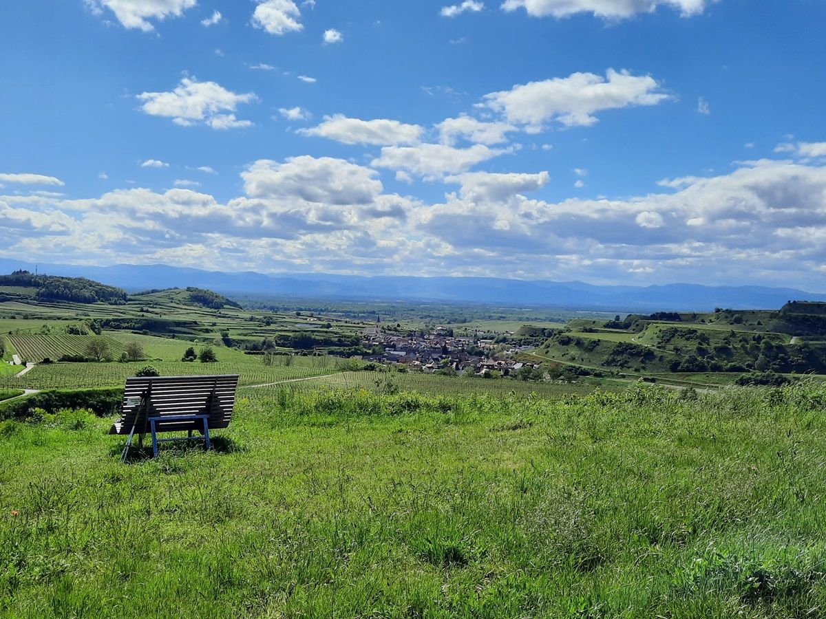 Grüne Wiesen und Panorama bei Oberrottweil am Kaiserstuhl