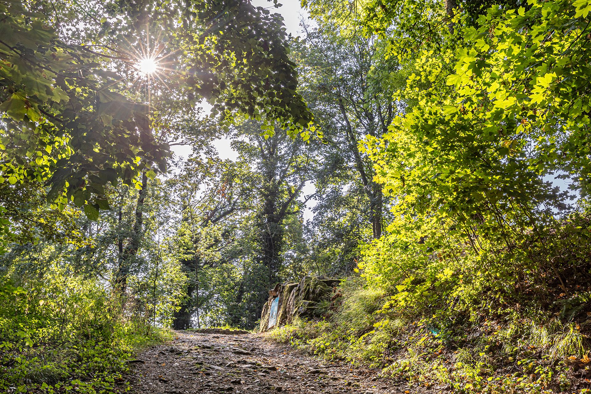Wanderweg druch den Wald auf dem Schlossberg.