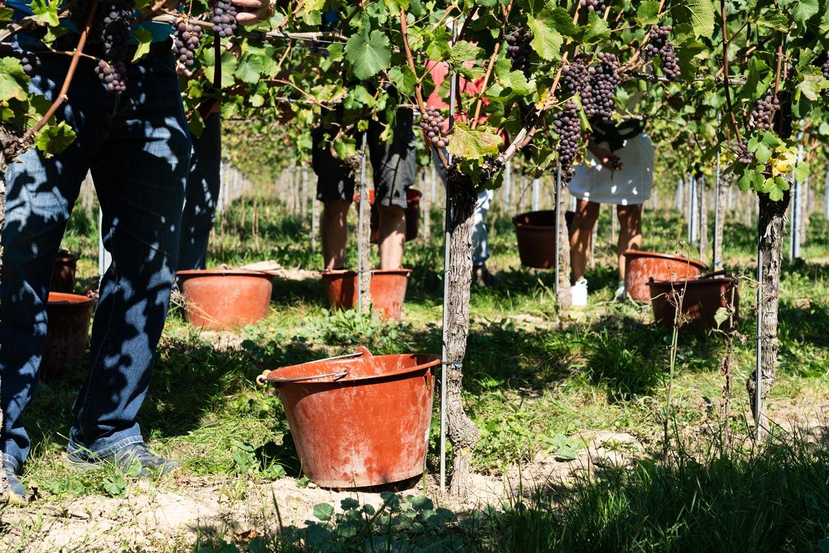 Weinlese in den Freiburger Reben
