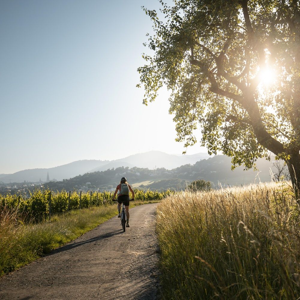 Radfahrer mit Blick über die Berge 
