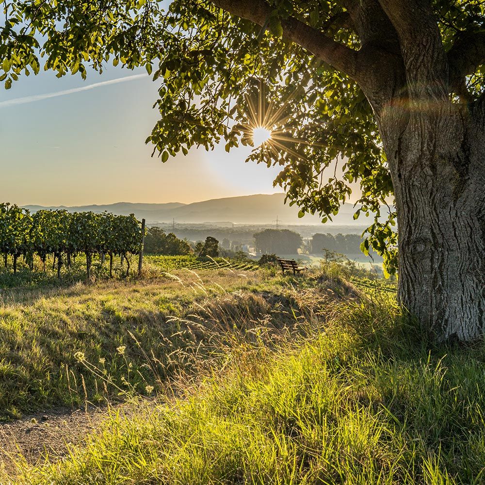 Tuniberg Kaiserstuhl