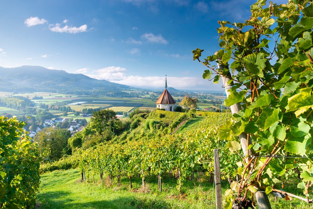 Blick über die Reben zur Ölbergkapelle Ehrenkirchen