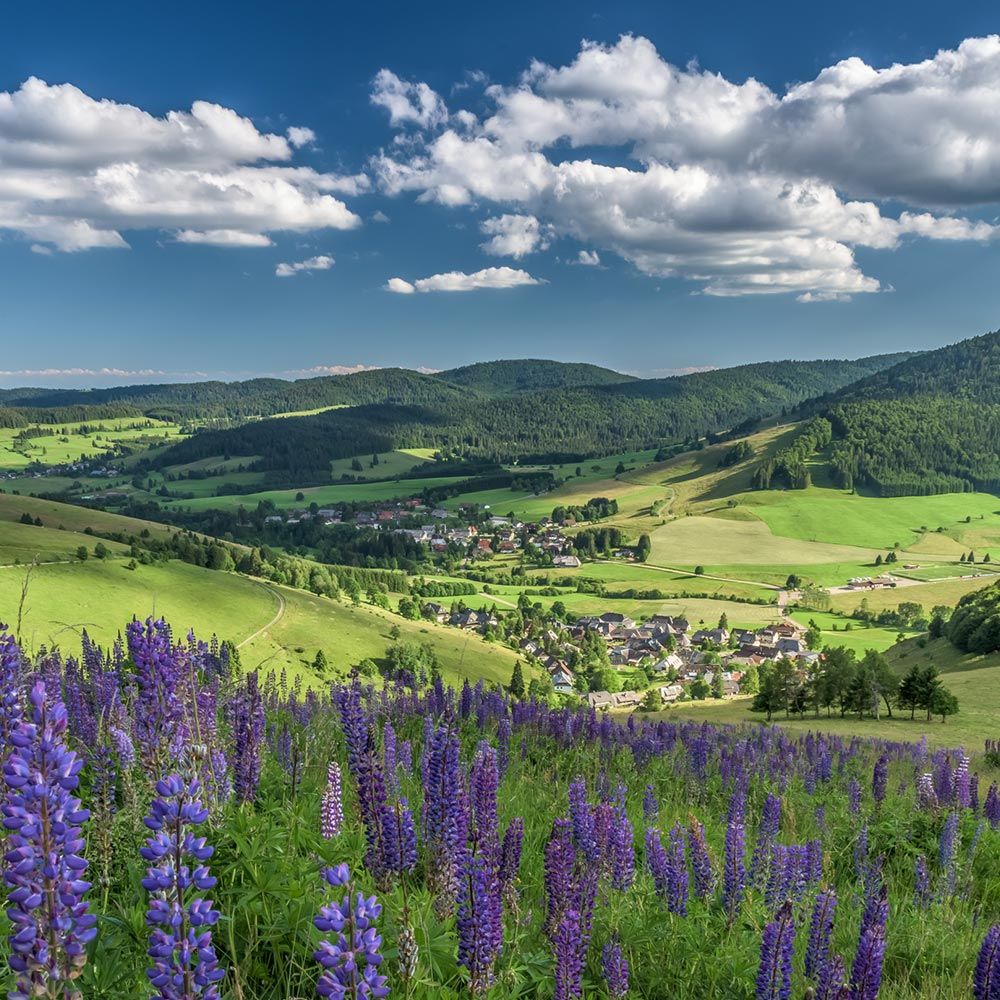 Blick auf Bernau im Schwarzwald mit Feldern und Wiesen